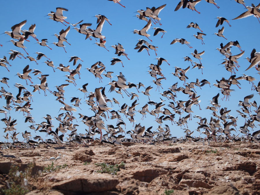 Wildlife Banded Stilt Breeding Colony