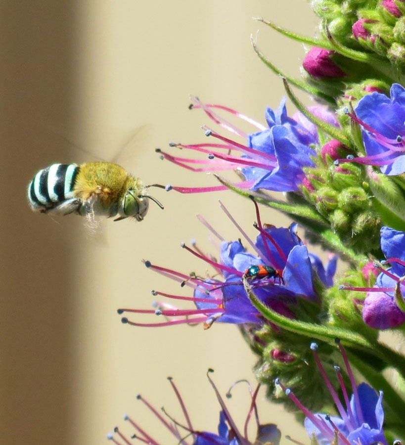 Wildlife Native Bee