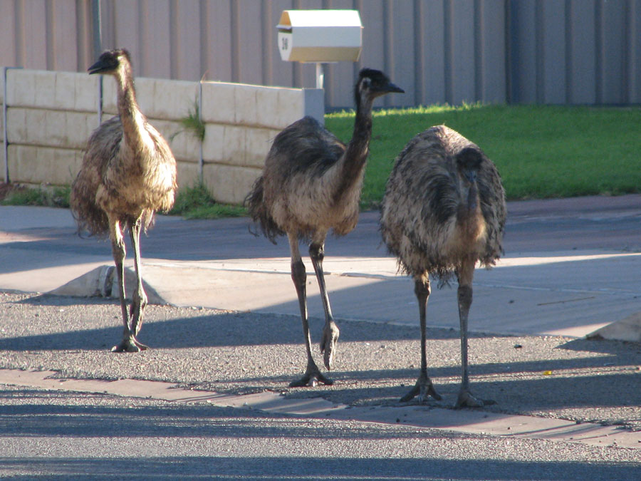 Wildlife Emus in Roxby Downs by Michelle Hales