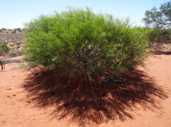 Sandhill Wattle