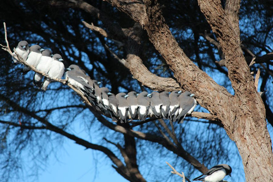 Wildlife White Breasted Swallows