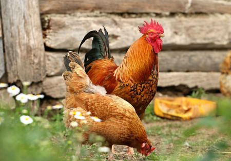 chicken