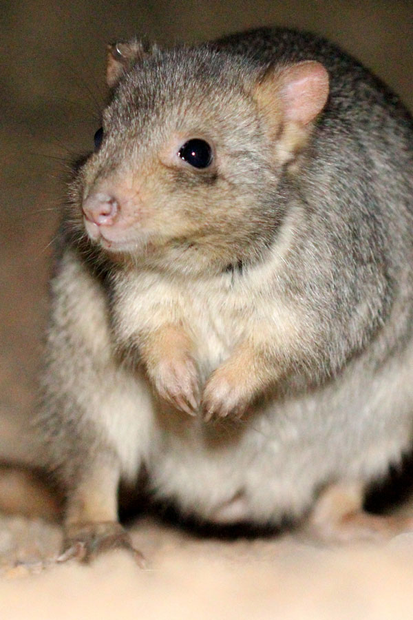 Wildlife Inquisitive Bettong