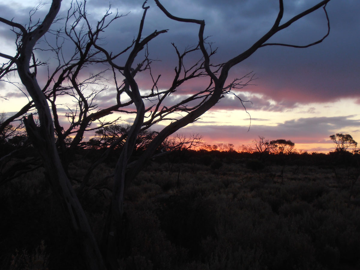 Scenery Myall Tree Sunset Scenery Myall Tree Sunset