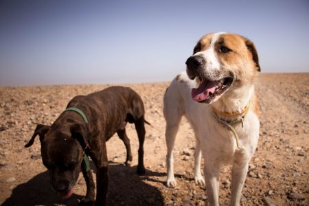 lost dogs