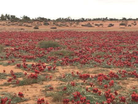 Sturts Desert Peas Aug20