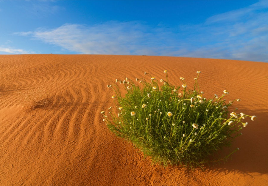 Scenery Sand Dune with Poached Egg Flower Scenery Sand Dune with Poached Egg Flower