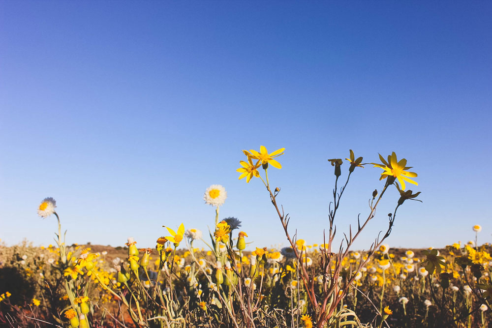 Scenery Flowers Scenery Flowers