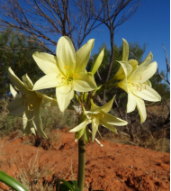 Andamooka Lily