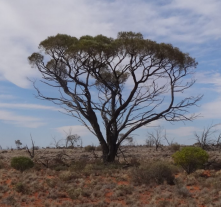 Western Myall