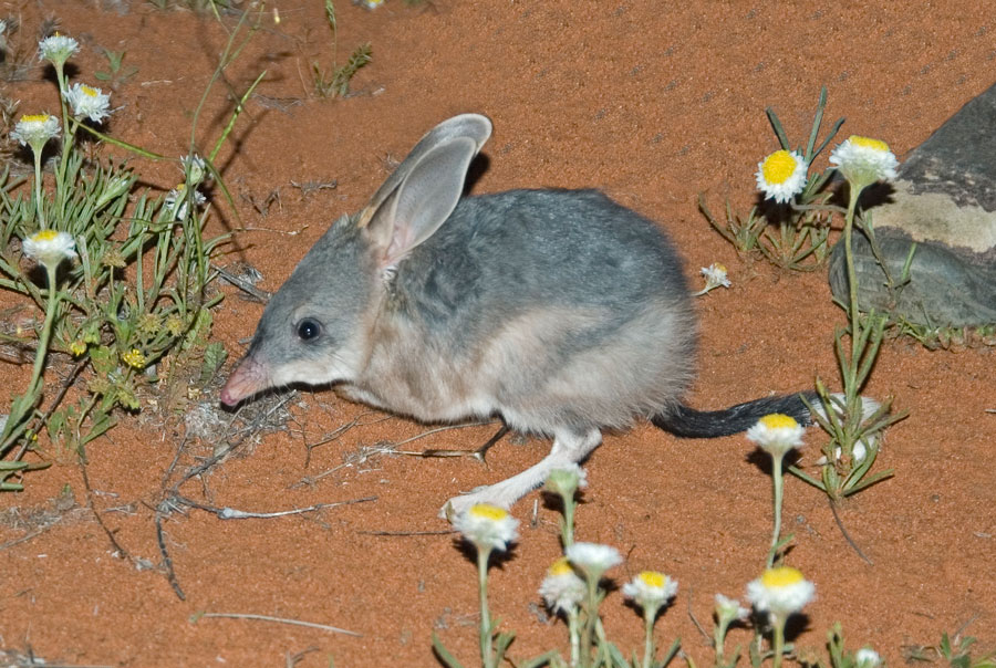 Wildlife Bilby