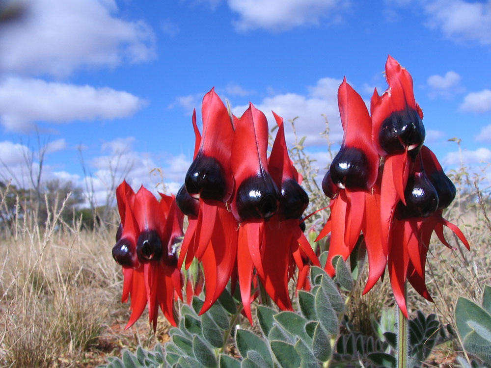 Scenery Sturt Desert Peas Scenery Sturt Desert Peas